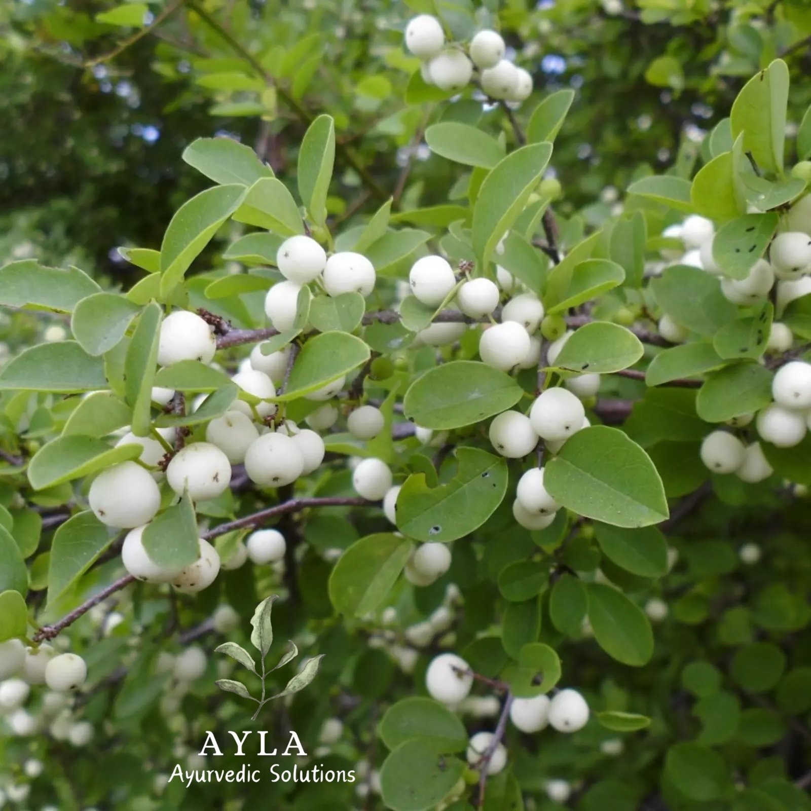 Katupila Powder - Ayla Ayurvedic Herbal Tea - Image 2