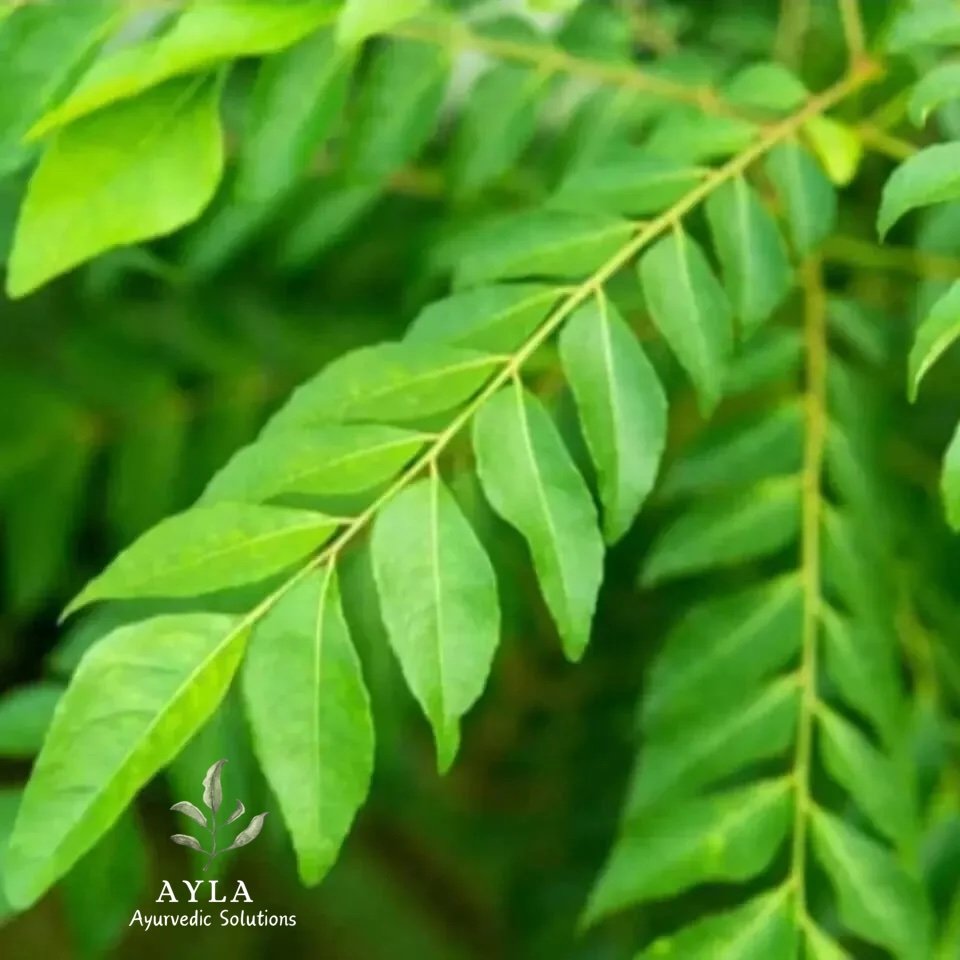 Curry Leaf Powder - Ayla Ayurvedic Herbal Tea - Image 2