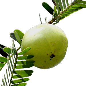 Ceylon Gooseberry - Fresh - price image