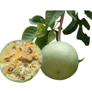 Ambarella – ඇඹරැල්ලා – فاكهة أمباريلا - Fresh ( Sri Lanka ) - no price / immage