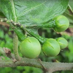 Turkey Berries / Thibbatu - Fresh ( Moms's Garden )