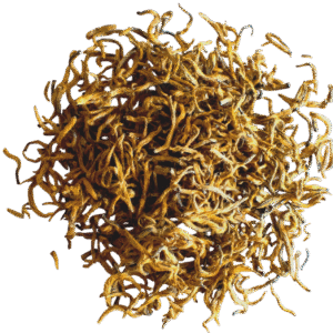 Golden Tips - White Tea – A Rare & Luxurious - ( Tea Ceylon )