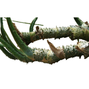 Kohila Root - Fresh ( Moms's Garden )