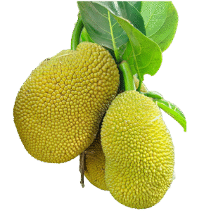 Polos - Fresh ( Moms's Garden )