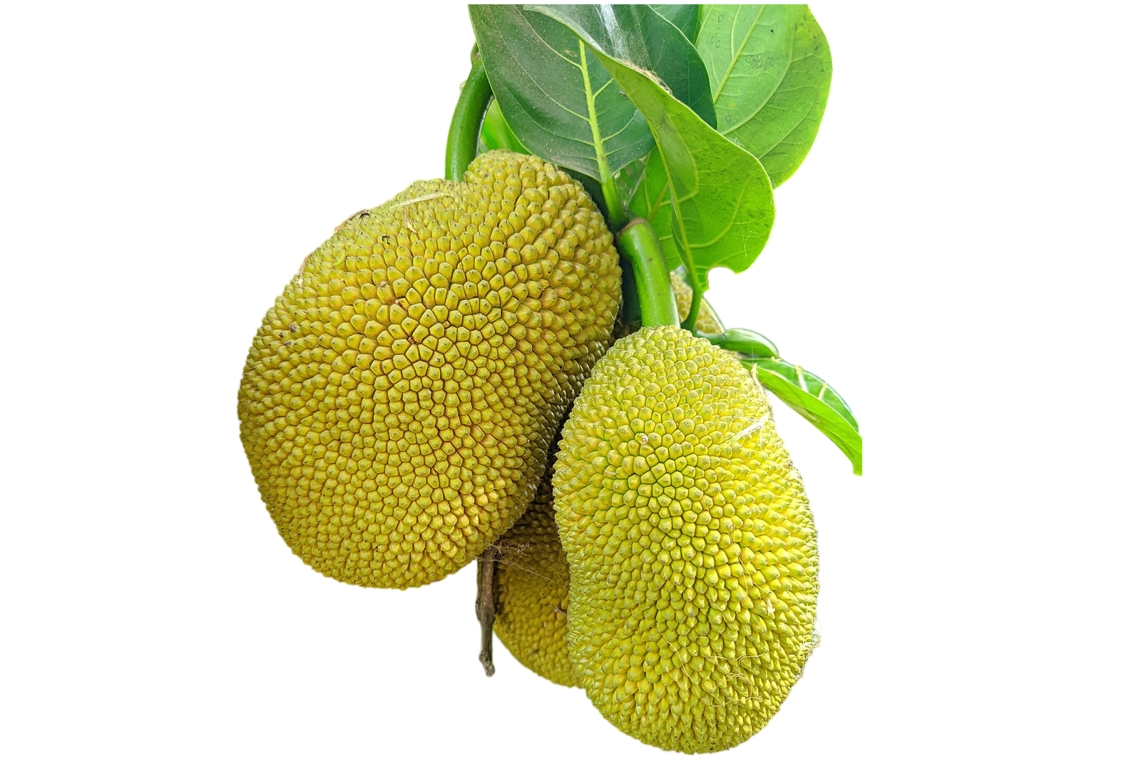 Polos - Fresh ( Moms's Garden )