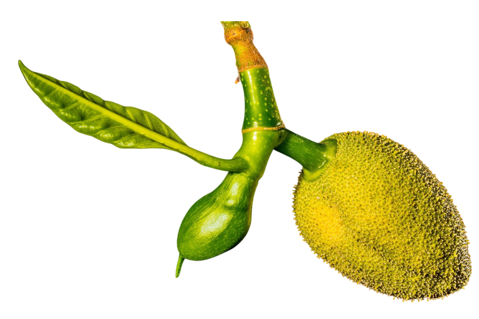 Polos - Fresh ( Moms's Garden ) - Image 3