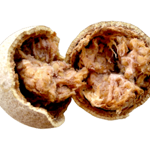 Ceylon Wood Apple Fruit - Fresh price - image