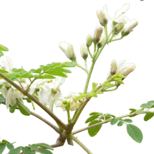 Kathurumurunga - Fresh ( Moms's Garden )