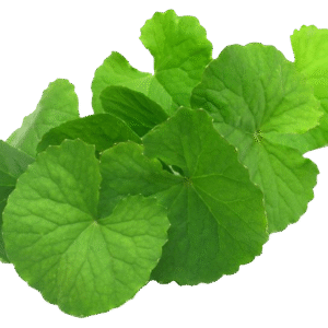 Gotukola  - Fresh ( Moms's Garden )