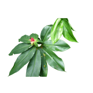 Thebu Leaves - Fresh ( Moms's Garden )