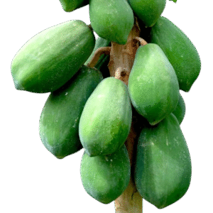 Raw Papaya – අමු ගස්ලබු – البابايا الخضراء -  Fresh  ( Sri Lanka ) - no pice