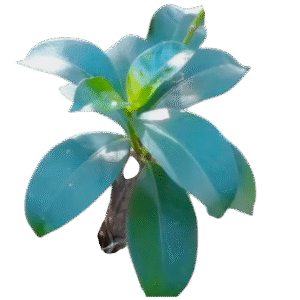 Gonika Leaves – ගොනිකා කොළ – أوراق غونيكا -  Fresh  ( Sri Lanka ) - D