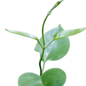 Green Milkweed Climber – අගුණ කොළ – نبات الحليب المتسلق الأخضر -  Fresh  No price