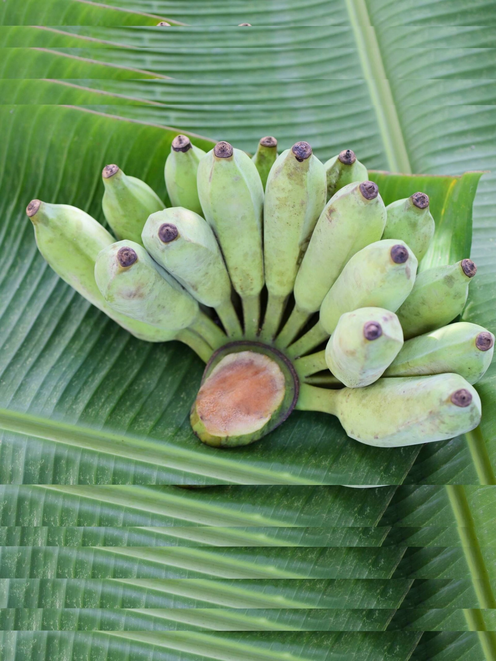 Ash Banana – අළු කෙසෙල් – موز الرماد - Fresh ( Sri Lanka ) - No price / - Image 2