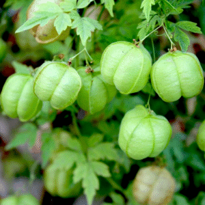 Balloon Vine – වැල්පෙනෙල – كرمة البالون -  Fresh no ptice / image