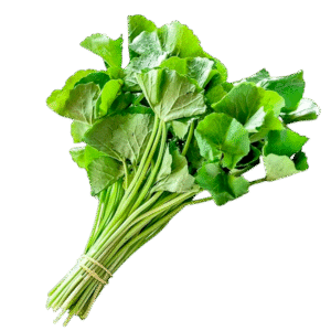 Gotukola – ගොටුකොල – جوتوكولا  - Fresh ( Sri Lanka )  No price