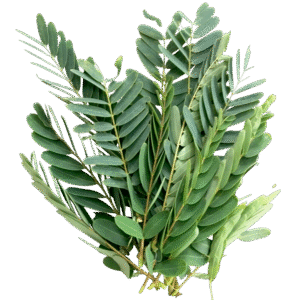 Kathurumurunga – කතුරු මුරුංගා – كاثورومورونغا  -  Fresh  ( Sri Lanka ) - no price