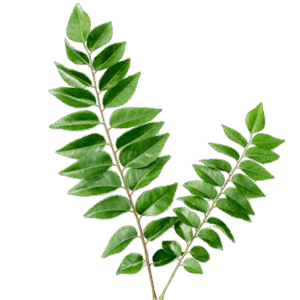 Sri Lankan Curry Leaves – ශ්‍රී ලංකා කරපිංචා – أوراق الكاري السريلانكية -  Fresh - D