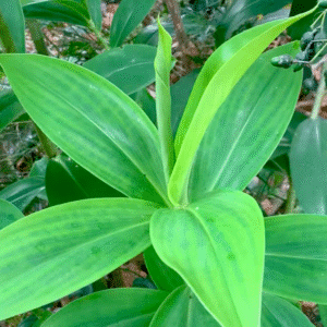 Thebu Leaves – තෙබු කොළ – أوراق القَصَب الهندي -  Fresh ( Sri Lnka ) - D