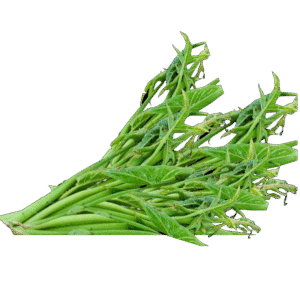 Kohila Dalu (Lasia spinosa) – කොහිල දලු – لاسيا سبينوسا-  Fresh  ( Sri Lanka ) (Copy) no price
