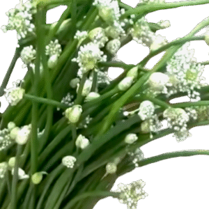 Onion Flower – ළූණු මල් – زهرة البصل -  Fresh - No price