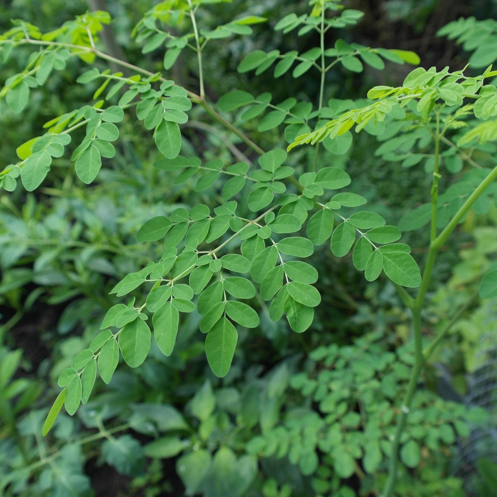 Moringa Leaves – මුරිංගා කොල – أوراق المورينغا - Fresh ( Sri Lanka ) (Copy) No price - Image 2
