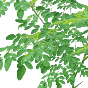 Moringa Leaves – මුරිංගා කොල – أوراق المورينغا -  Fresh  ( Sri Lanka ) (Copy) No price