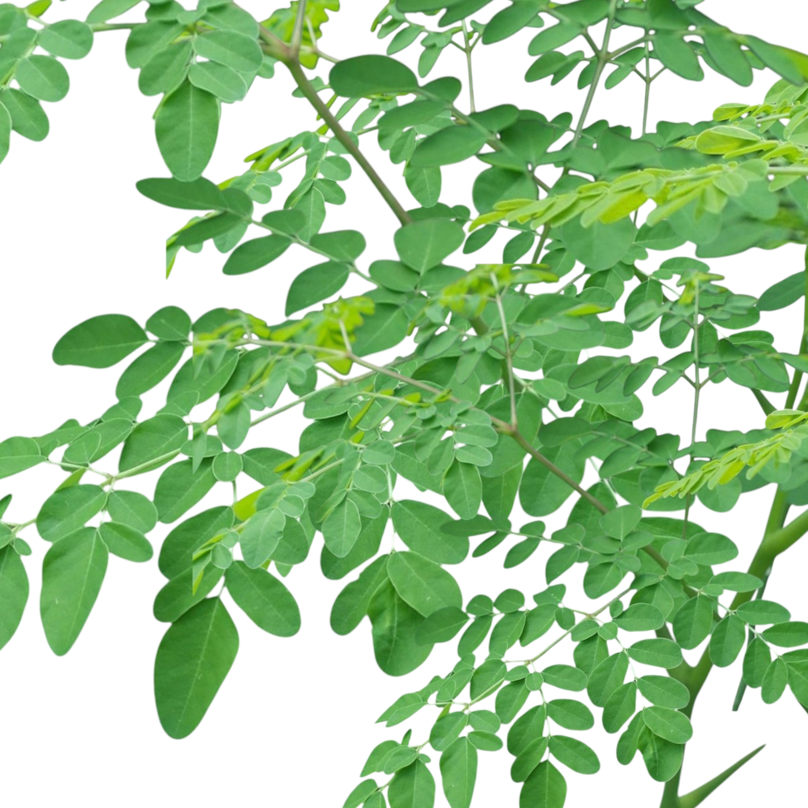 Moringa Leaves – මුරිංගා කොල – أوراق المورينغا - Fresh ( Sri Lanka ) (Copy) No price