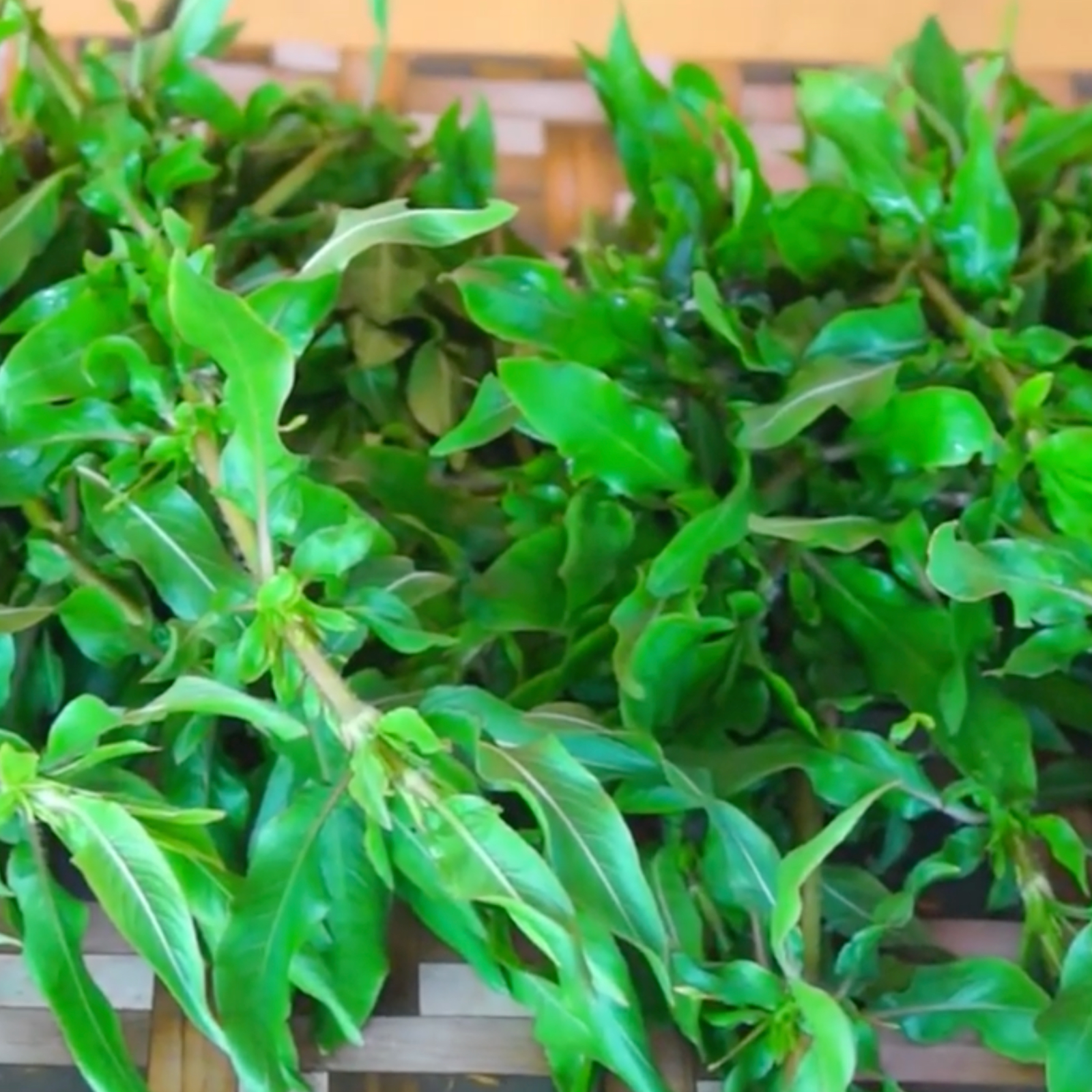 Mukunuwenna – මුකුණුවැන්න – موكونوينّا - Fresh ( Sri Lanka ) (Copy) no price / image - Image 2