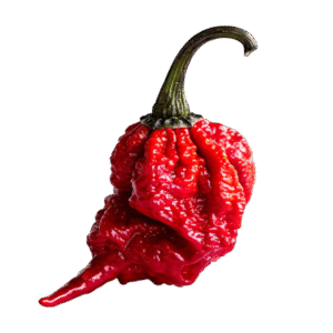 Scotch Bonnet Pepper – නයි කොච්චි – فلفل سكوتش بونيت - Fresh ( Sri Lanka )  (Copy) no price