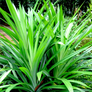 Pandan Leaves – රම්පෙ – أوراق الباندان -  Fresh ( Sri Lanka ) - DD