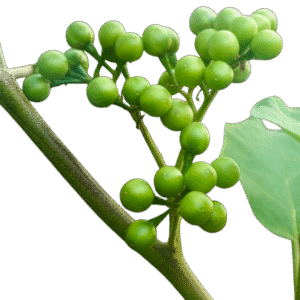Tibbatu (Turkeyberry) – තිබ්බටු – توت البري الهندي -  Fresh  ( Sri Lanka ) (Copy) no price