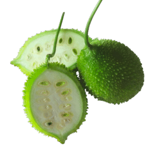 Spiny Gourd – තුම්බකරවිල – القرع الشوكي - Fresh ( Sri Lanka )  (Copy) - no price